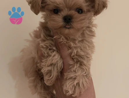 ANNE BABADAN ORJİNAL MALTİPOO YAVRULARIMIZ - 8463 - Görsel 4
