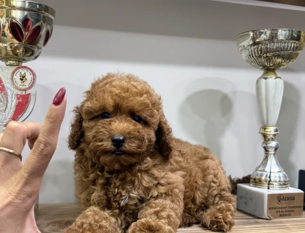 TÜRKİYENİN EN GÜZEL VE ÖZEL KOREAN POODLE YAVRULARI - 8465