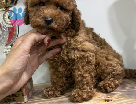 TÜRKİYENİN EN GÜZEL VE ÖZEL KOREAN POODLE YAVRULARI - 8465 - Görsel 3