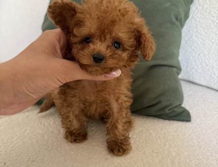 KOREAN BEBEK SURATLI POODLE YAVRULARIMIZ - 8466