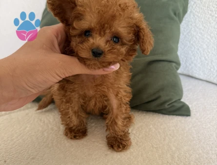 KOREAN BEBEK SURATLI POODLE YAVRULARIMIZ - 8466 - Görsel 3