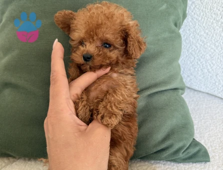 KOREAN BEBEK SURATLI POODLE YAVRULARIMIZ - 8466 - Görsel 5