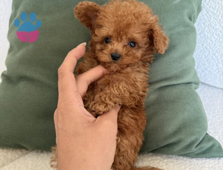 KOREAN BEBEK SURATLI POODLE YAVRULARIMIZ - 8466 - Görsel 4