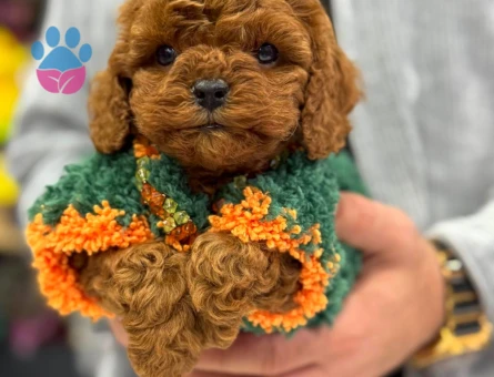 SAFKAN KOREAN TEACUP POODLE BEBEKLERİMİZ - 8467 - Görsel 3