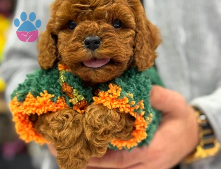 SAFKAN KOREAN TEACUP POODLE BEBEKLERİMİZ - 8467