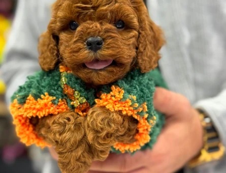 SAFKAN KOREAN TEACUP POODLE BEBEKLERİMİZ - 8467