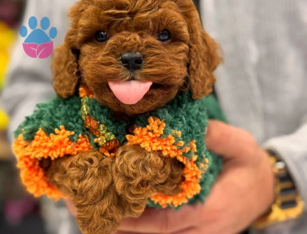 SAFKAN KOREAN TEACUP POODLE BEBEKLERİMİZ - 8467 - Görsel 4