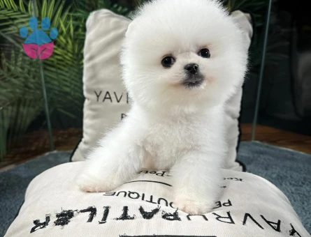 ırk ve sağlık garantılı pomeranıan boo yavrularımız - 8468