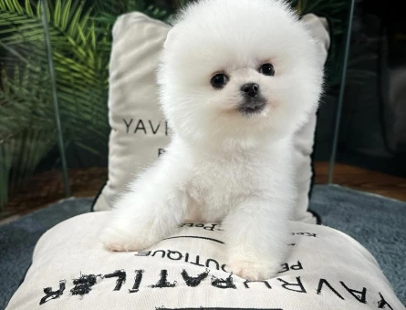 ırk ve sağlık garantılı pomeranıan boo yavrularımız - 8468
