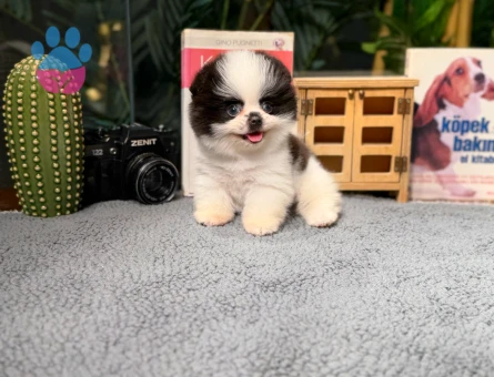 Pomeranian boo Yavrumuz Panda - 8471