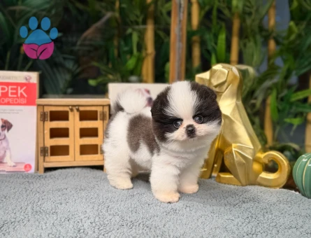 Pomeranian boo Yavrumuz Panda - 8471 - Görsel 3