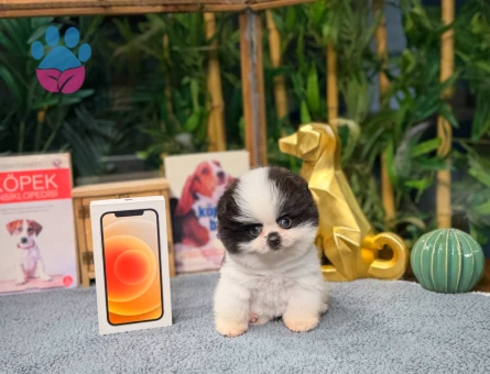 Pomeranian boo Yavrumuz Panda - 8471 - Görsel 4