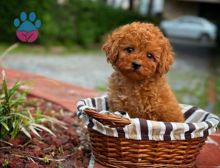 safkan kore toy poodle yavrularımız - 8472 - Görsel 3