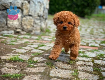 safkan kore toy poodle yavrularımız - 8472