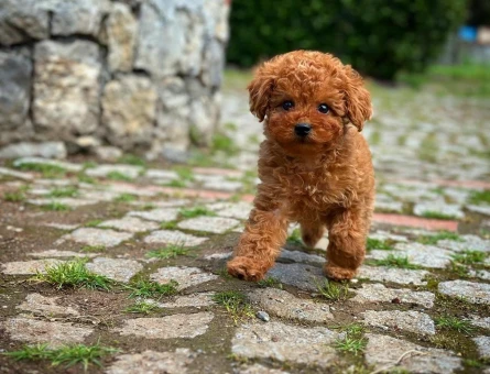 safkan kore toy poodle yavrularımız - 8472