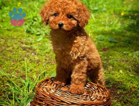 safkan kore toy poodle yavrularımız - 8472 - Görsel 4