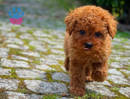 safkan kore toy poodle yavrularımız - 8472 - Görsel 5