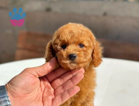 orjınal toy poodle yavrularımız - 8473 - Görsel 4