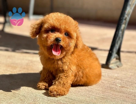orjınal toy poodle yavrularımız - 8473 - Görsel 3
