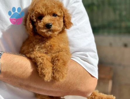 orjınal toy poodle yavrularımız - 8473