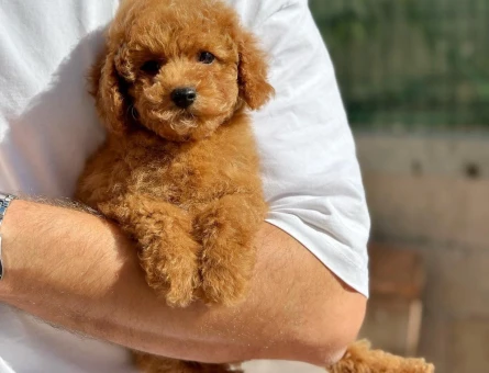 orjınal toy poodle yavrularımız - 8473