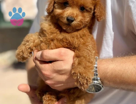 orjınal toy poodle yavrularımız - 8473 - Görsel 5