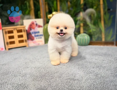 Efsane Boo Yavrumuz Tokyo - 8474 - Görsel 4