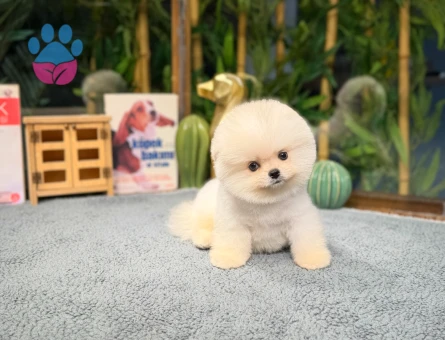 Efsane Boo Yavrumuz Tokyo - 8474 - Görsel 3