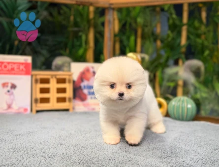 Ayı Surat Pomeranian Boo - 8475 - Görsel 4