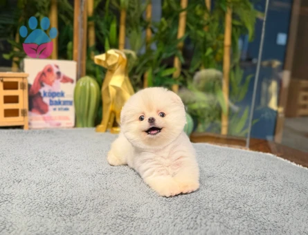 Ayı Surat Pomeranian Boo - 8475