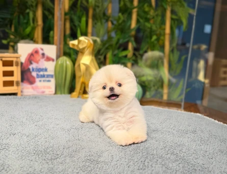 Ayı Surat Pomeranian Boo - 8475