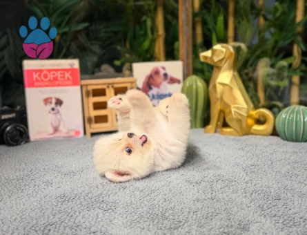 Ayı Surat Pomeranian Boo - 8475 - Görsel 2