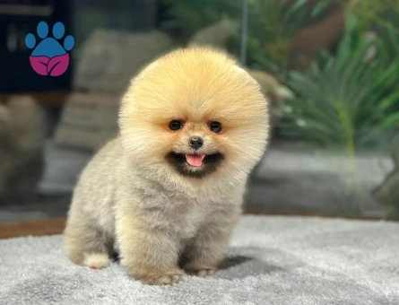 Ayısurat Orjınal Pomeranıan Boo Yavrularımız - 8477 - Görsel 5