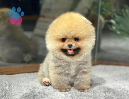 Ayısurat Orjınal Pomeranıan Boo Yavrularımız - 8477 - Görsel 4