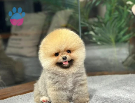 Ayısurat Orjınal Pomeranıan Boo Yavrularımız - 8477