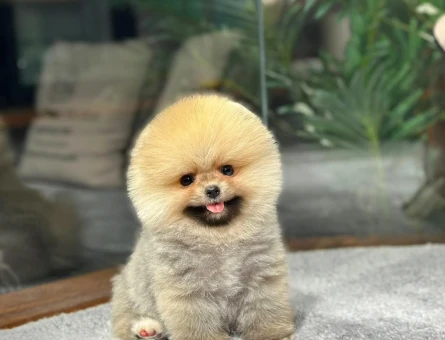 Ayısurat Orjınal Pomeranıan Boo Yavrularımız - 8477