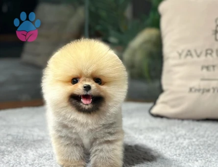 Ayısurat Orjınal Pomeranıan Boo Yavrularımız - 8477 - Görsel 3