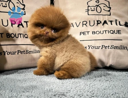 Safkan özel renk Pomeranıan boo yavrumuz - 8478 - Görsel 3