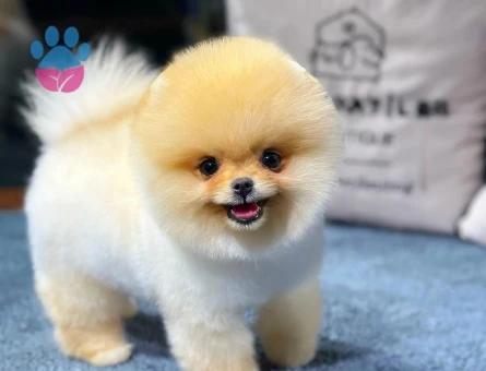Kore Yuz yapısına sahıp pomeranıan boo yavrularımız - 8479 - Görsel 4