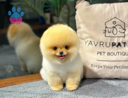 Kore Yuz yapısına sahıp pomeranıan boo yavrularımız - 8479 - Görsel 3