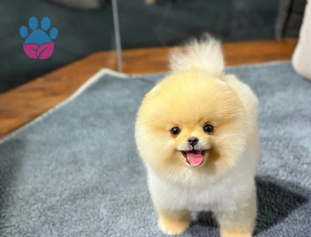 Kore Yuz yapısına sahıp pomeranıan boo yavrularımız - 8479