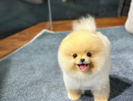 Kore Yuz yapısına sahıp pomeranıan boo yavrularımız - 8479