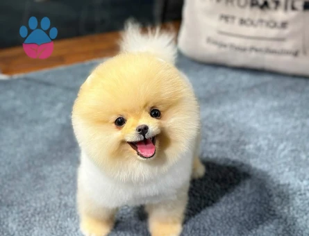 Kore Yuz yapısına sahıp pomeranıan boo yavrularımız - 8479 - Görsel 5