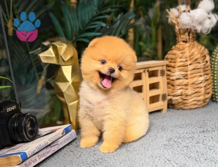 Pomeranian Boo - Birbirinden Güzel Yavrular - 8482