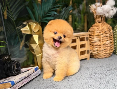 Pomeranian Boo - Birbirinden Güzel Yavrular - 8482