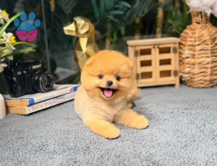 Pomeranian Boo - Birbirinden Güzel Yavrular - 8482 - Görsel 3