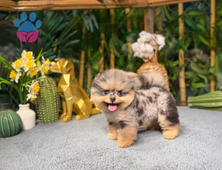 Özel Renk Pomeranian Yavrularımız - 8483