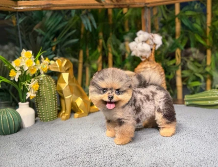 Özel Renk Pomeranian Yavrularımız - 8483