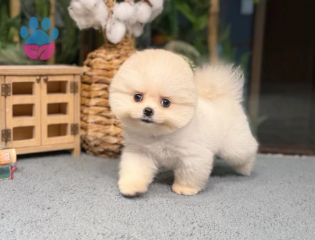 Minik Pomeranian Yavrularımı - 8484