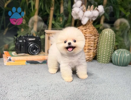 Minik Pomeranian Yavrularımı - 8484 - Görsel 3